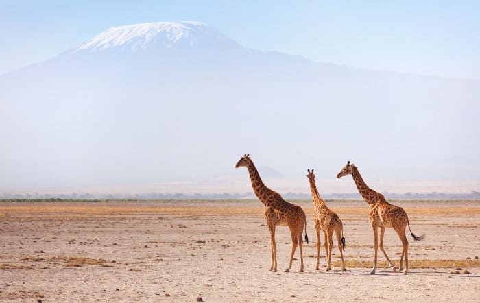 Three Masai giraffes in front of Mount Kilimanjaro