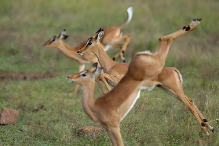 3 impala lambs leap in the air like gracile ballerinas