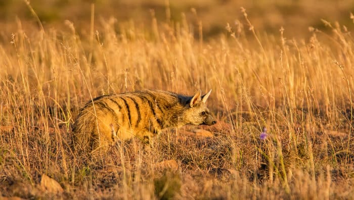 Aardwolf at dusk, looking for insects