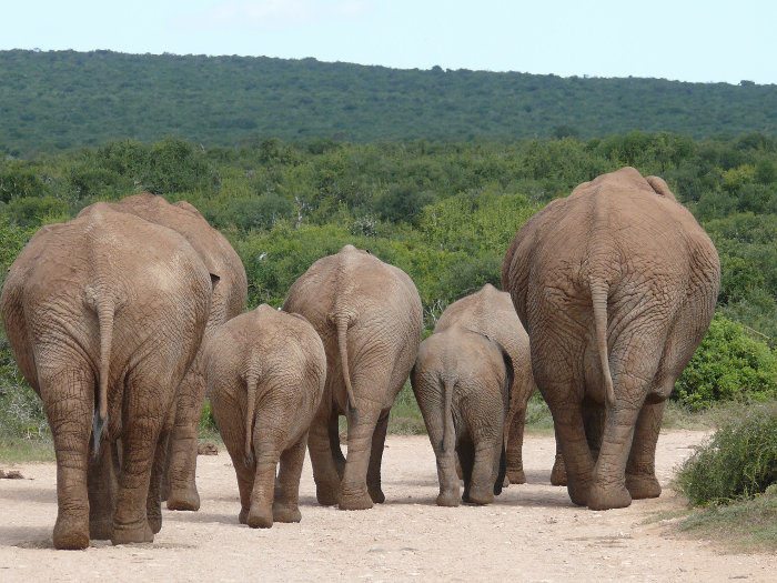 African elephants marching on the main road, Addo