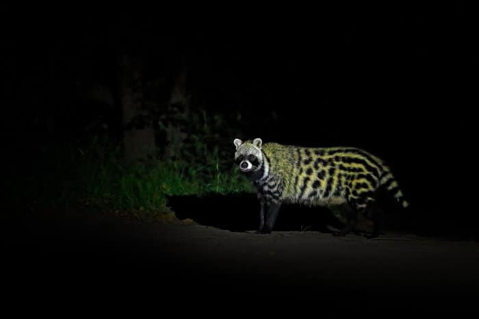 African civet spotted at night, Moremi, Botswana