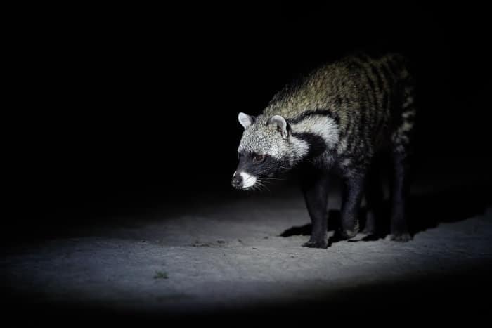 African civet on a night drive in Moremi