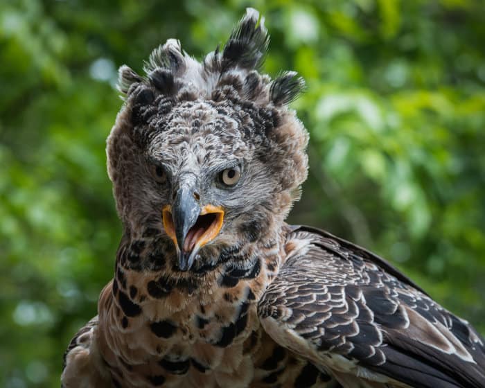 Close-up portrait of an African crowned eagle