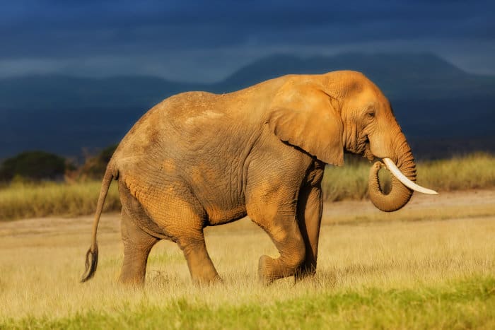 African elephant in fading light, Amboseli