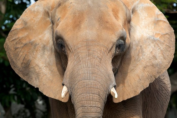 Ears of an African elephant.
