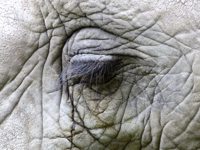 Eye of an African elephant