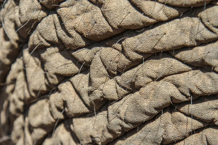 Close-up of an African elephant's thick skin, revealing its numerous cracks and wrinkles