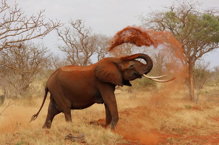 African elephant pouring red dust on its back.