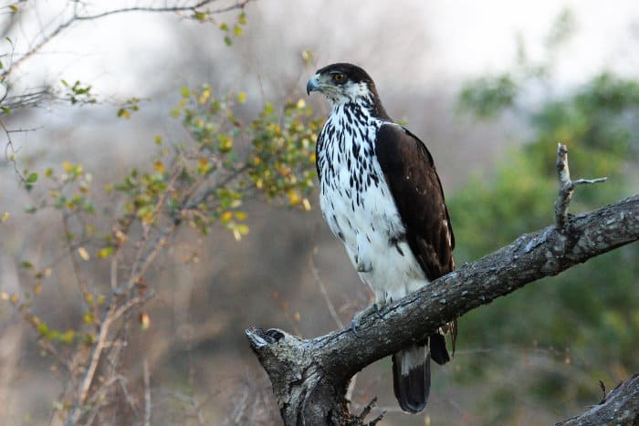 African hawk-eagle perched on a branch