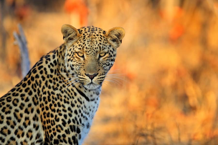 African leopard portrait in Hwange National Park, Zimbabwe