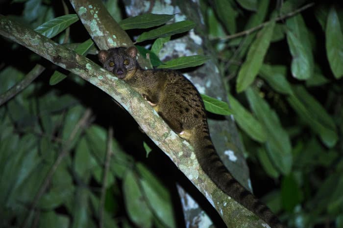 African palm civet in a tree fork