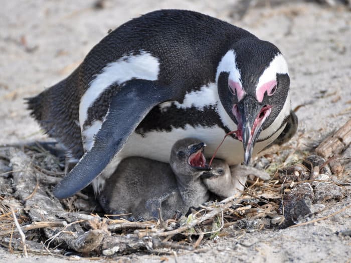 African penguin regurgitates food for its chicks