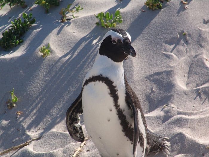 An African penguin in Cape Town
