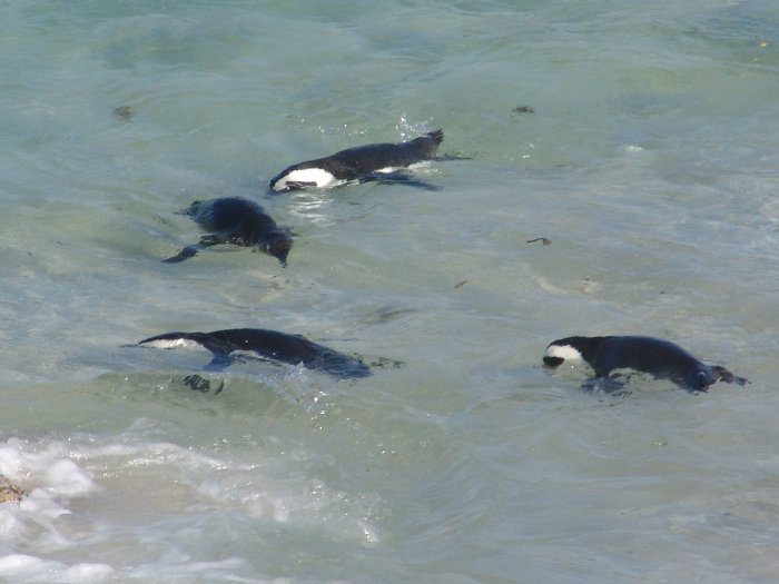 Four African penguins swimming and fishing in the ocean