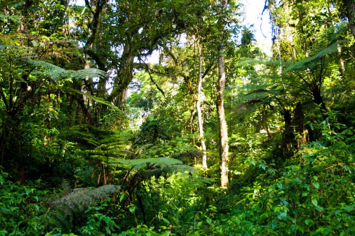 Typical African rainforest vegetation in Bwindi Impenetrable Forest, Uganda