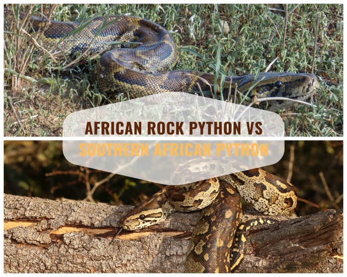 African rock python vs Southern African python