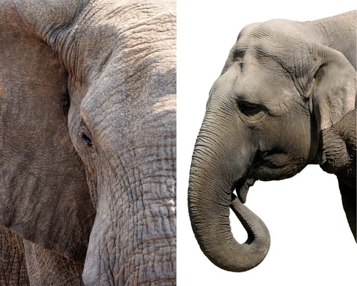 African vs Asian elephant head shape.