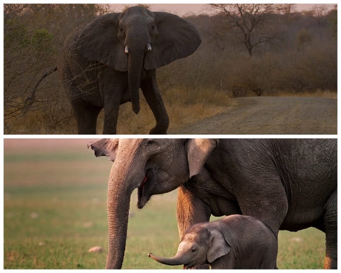 African vs Asian elephants - how to tell them apart.