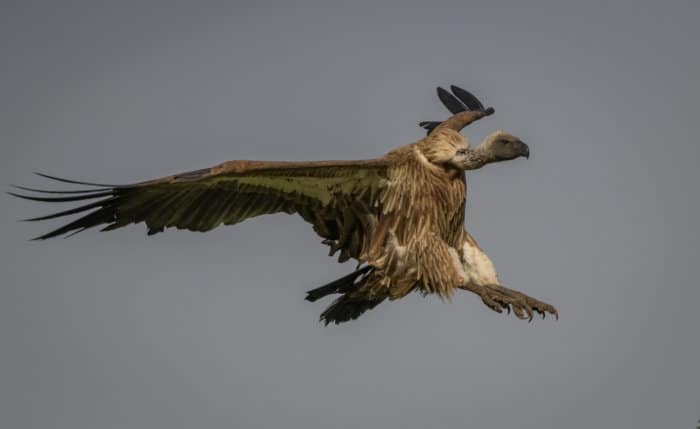 African white-backed vulture with both feet stretched out, ready to land