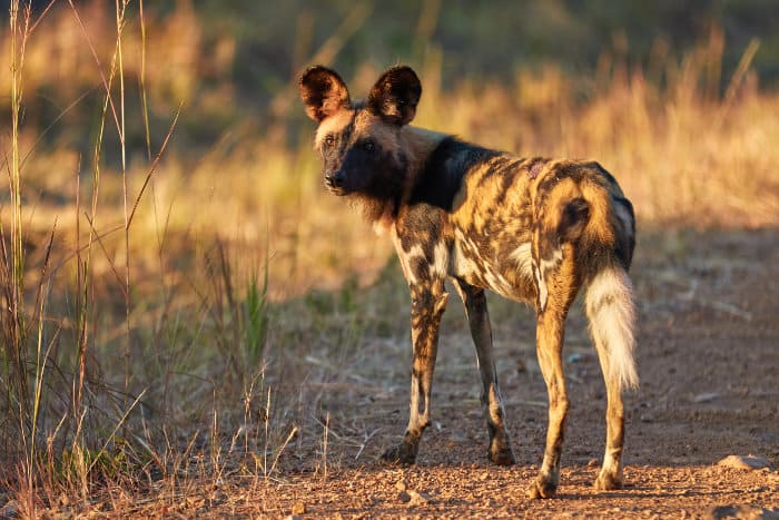 An endangered African wild dog in Kafue National Park, Zambia