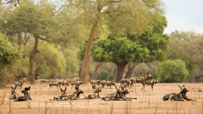Very large African wild dog pack in Mana Pools National Park, Zimbabwe
