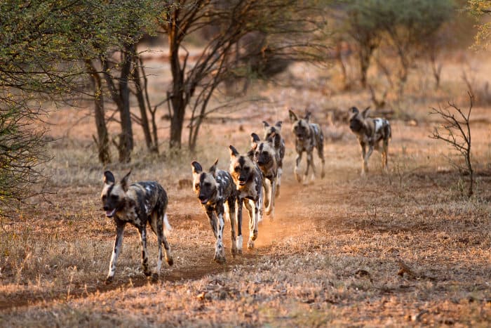 Hunting dogs moving as a disciplined, single unit