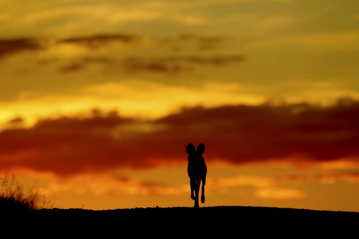 African wild dog silhouette at sunset