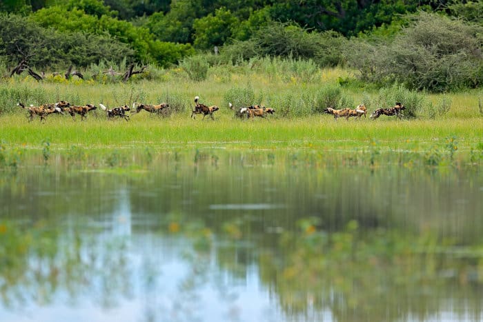 African wild dog pack on the run, Okavango