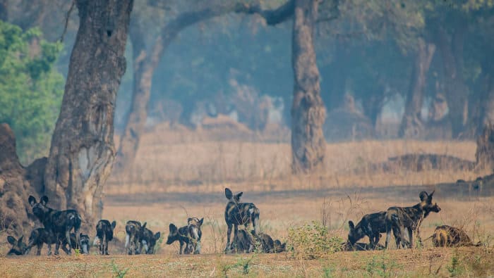 African wild dog family in their natural habitat