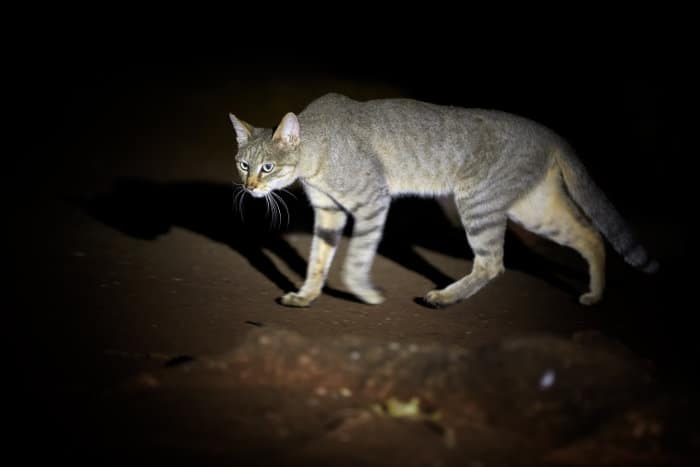 African wildcat hunting after dark in Kruger National Park