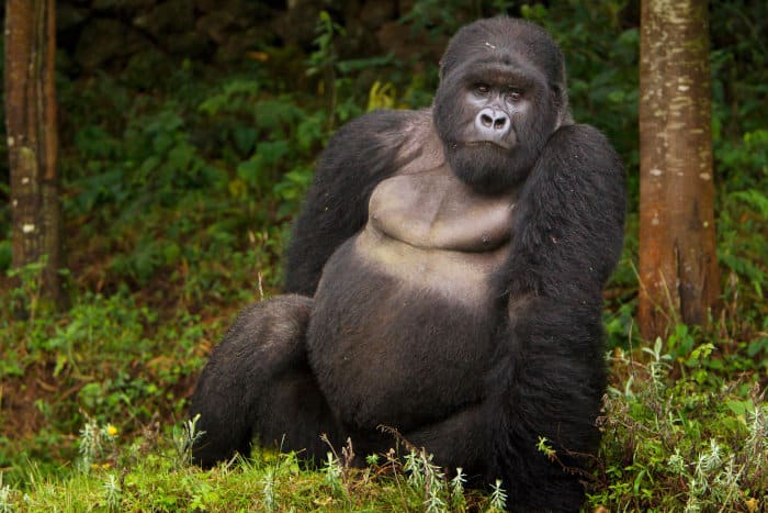 Akarevuro, a huge silverback gorilla from Rwanda