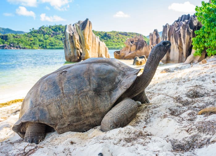 The Aldabra giant tortoise, pictured here in the Seychelles, is one of the largest land tortoises in the world