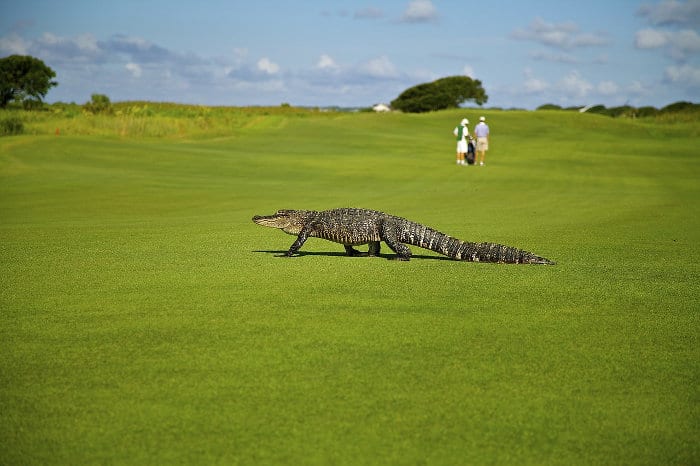 American alligator walking on a golf course