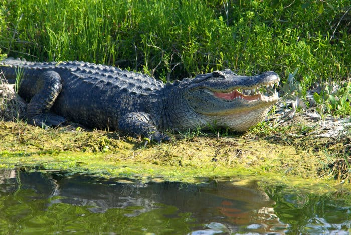 Alligators are usually blackish or gray in colour