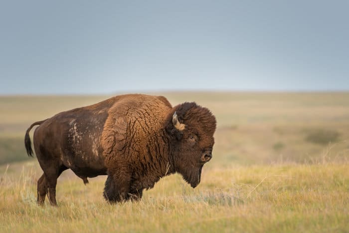 American bison in Grasslands National Park, Saskatchewan