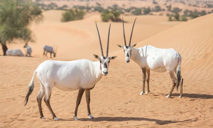 Arabian oryxes in the Dubai Desert Conservation Reserve, United Arab Emirates