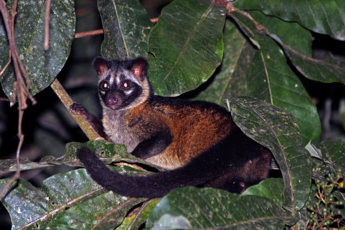 Asian palm civet in a tree, Malaysia