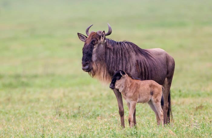 Mother blue wildebeest and her calf in the Ngorongoro Crater Conservation Area