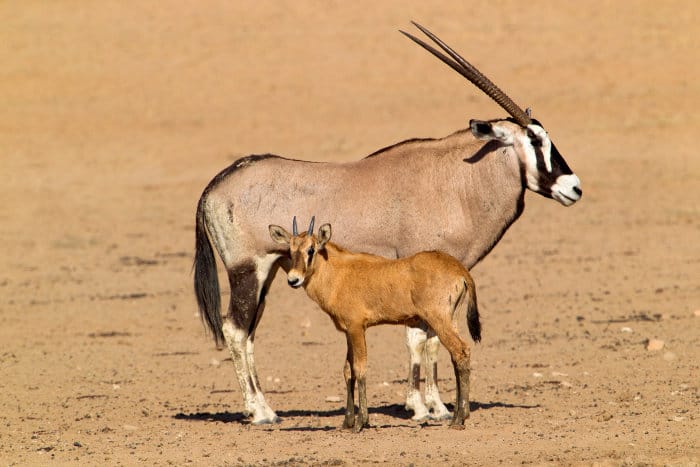 Mom and baby gemsbok in the Kgalagadi Transfrontier Park, South Africa