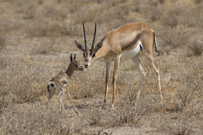 Mother Grant's gazelle and her newborn baby, who can barely stand on its legs