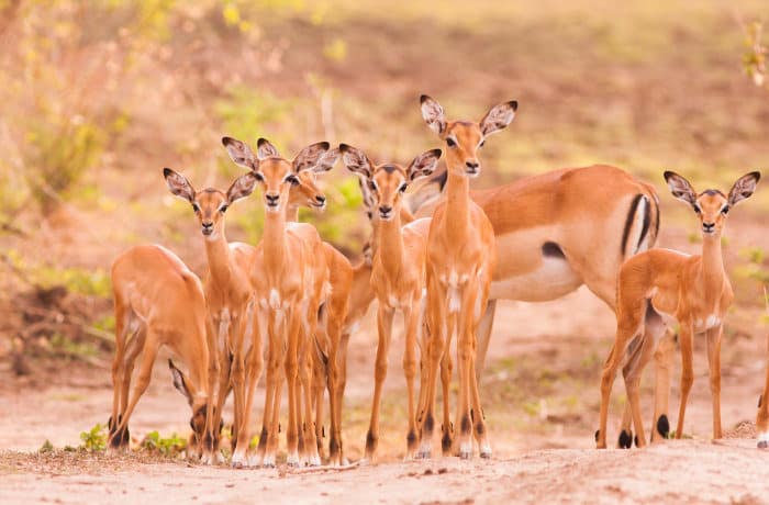 Creche of baby impala in the Luangwa Valley