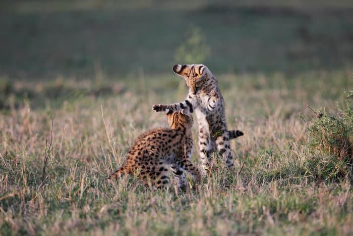 Serval kittens having fun