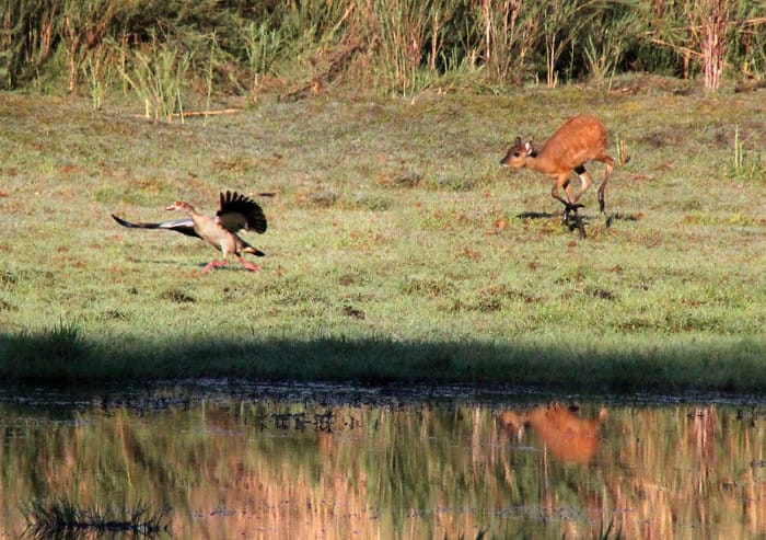 Baby sitatunga runs after an Egyptian goose, Kasanka National Park