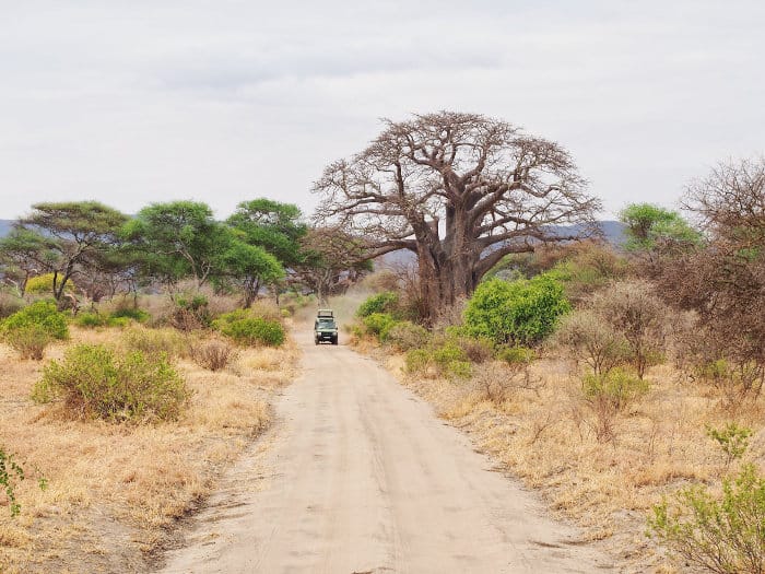 Jeep and baobab tree in Tarangire National Park