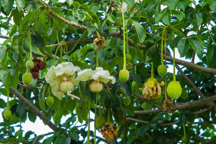 Baobab flowers hanging from the tree