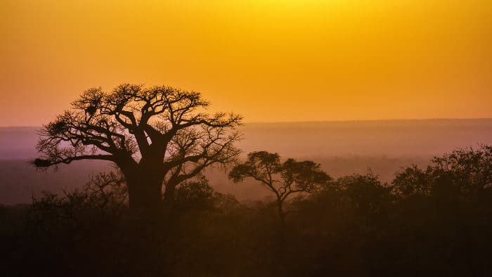 Kruger National Park at sunrise, with a majestic baobab tree as a backdrop
