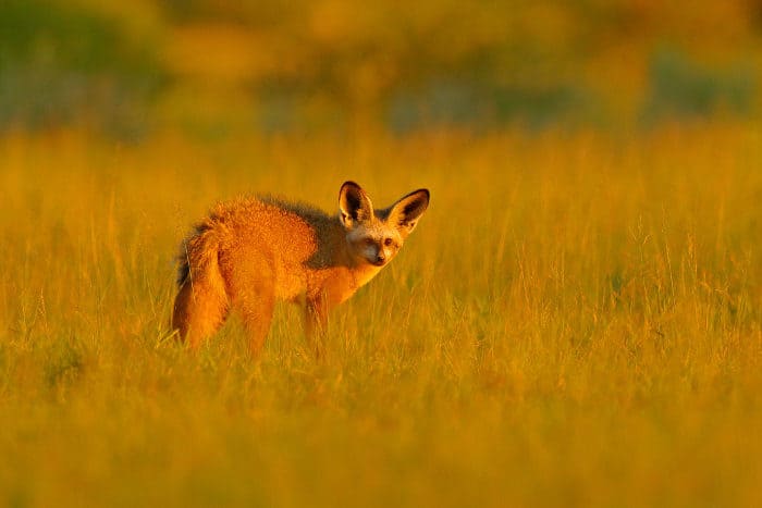 Bat-eared fox on an early evening exploration