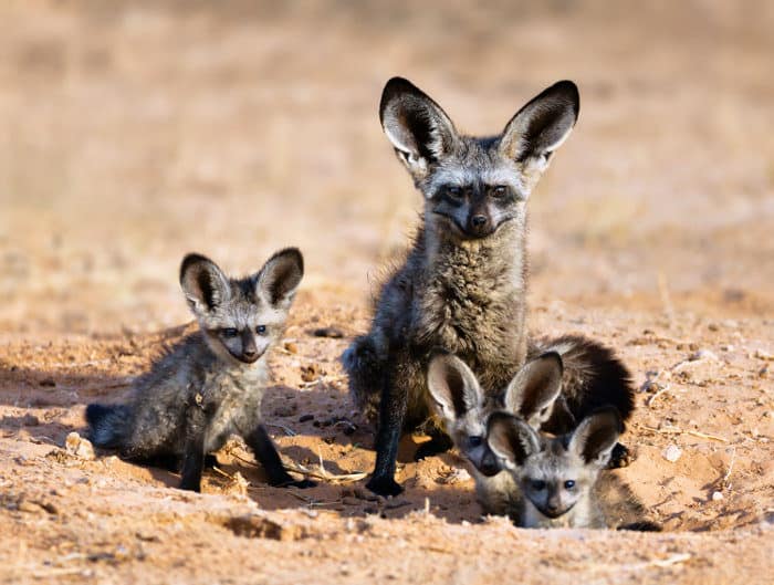 Bat-eared fox family portrait in the Kgalagadi Transfrontier Park