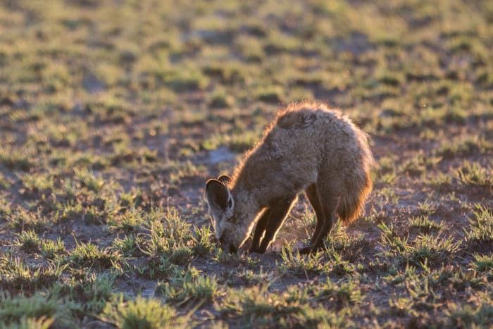 Bat-eared fox searching for food