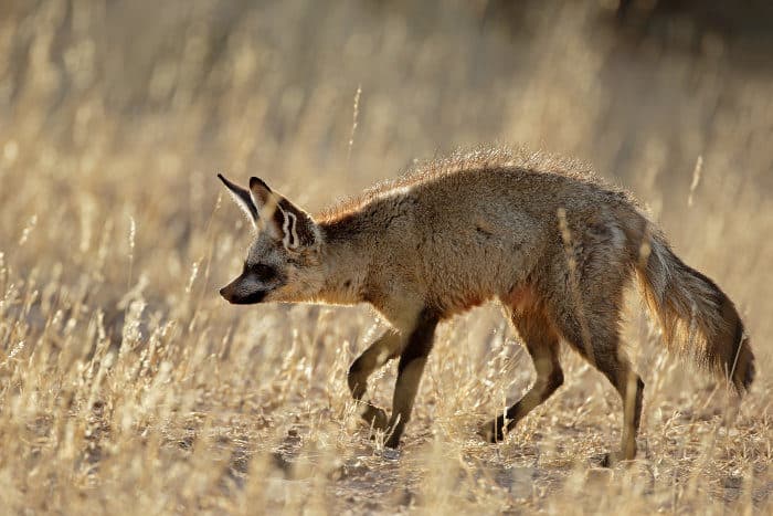 A bat-eared fox in its natural habitat in the Kalahari desert